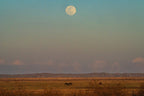 2027 Calendar (Florida Wildlife & Landscapes) Pre-order