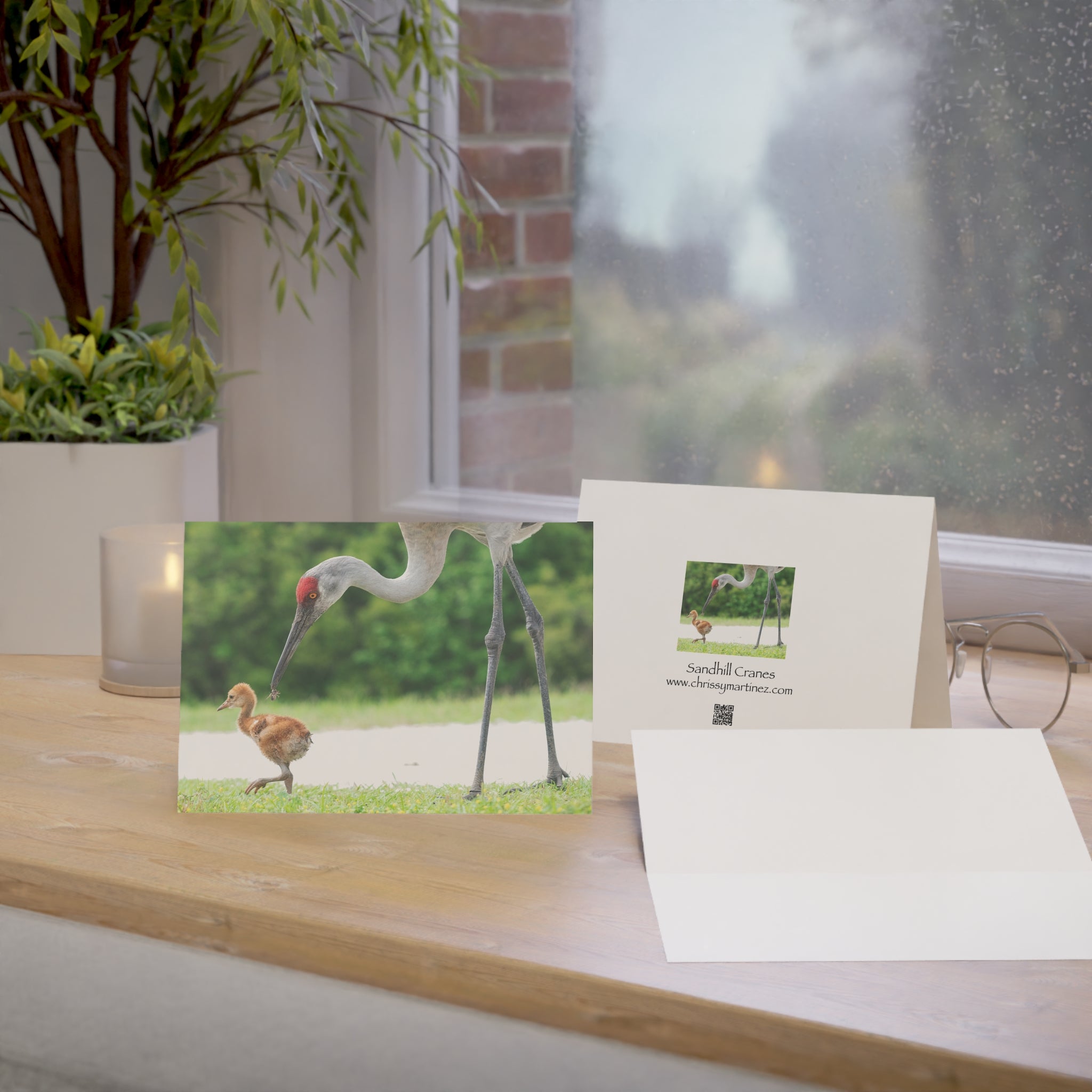 Wild Florida Greeting Card 5 pack (free shipping)