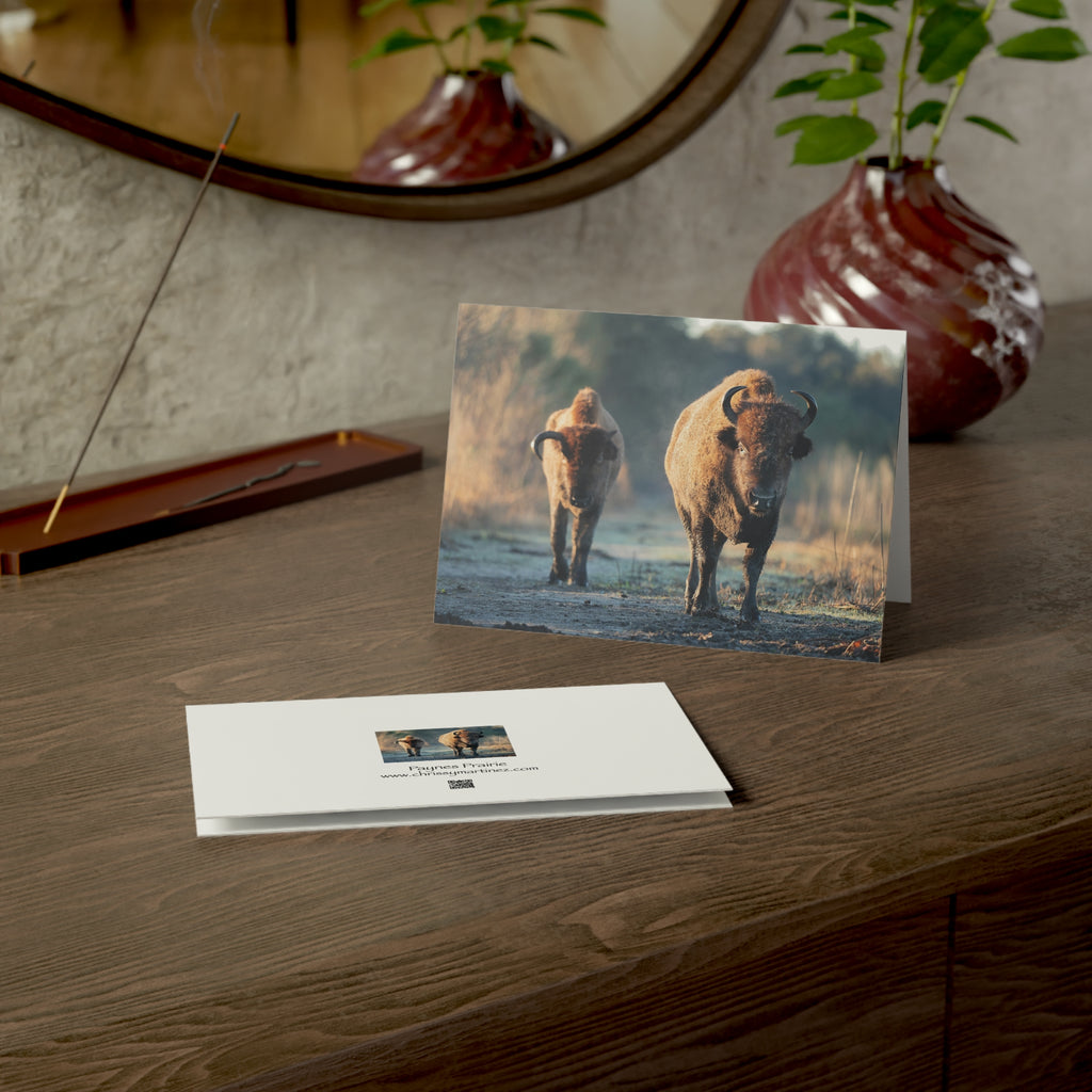 Wild Florida Greeting Card 5 pack (free shipping)