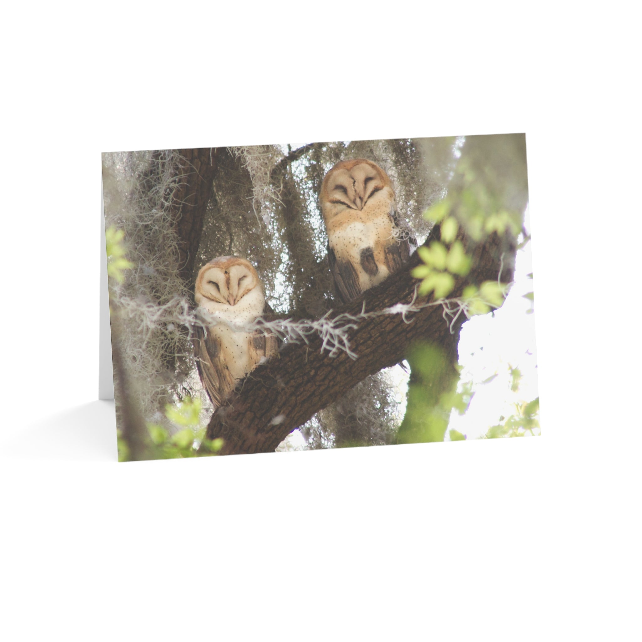 Wild Florida Greeting Card 5 pack (free shipping)