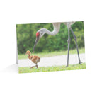 Wild Florida Greeting Card 5 pack (free shipping)