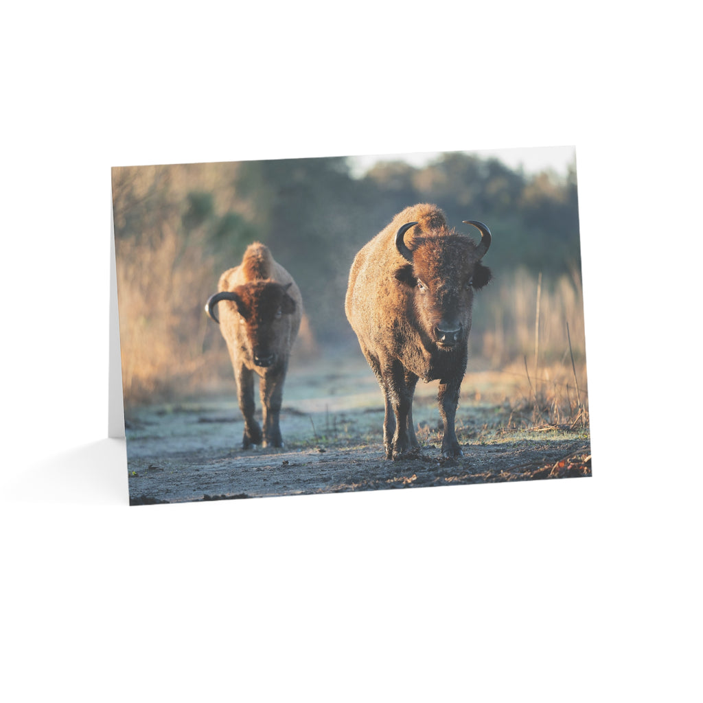 Wild Florida Greeting Card 5 pack (free shipping)