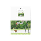 Wild Florida Greeting Card 5 pack (free shipping)