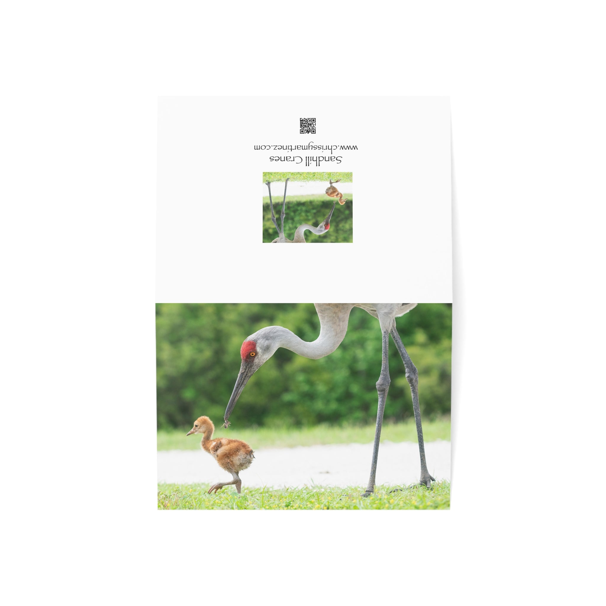 Wild Florida Greeting Card 5 pack (free shipping)