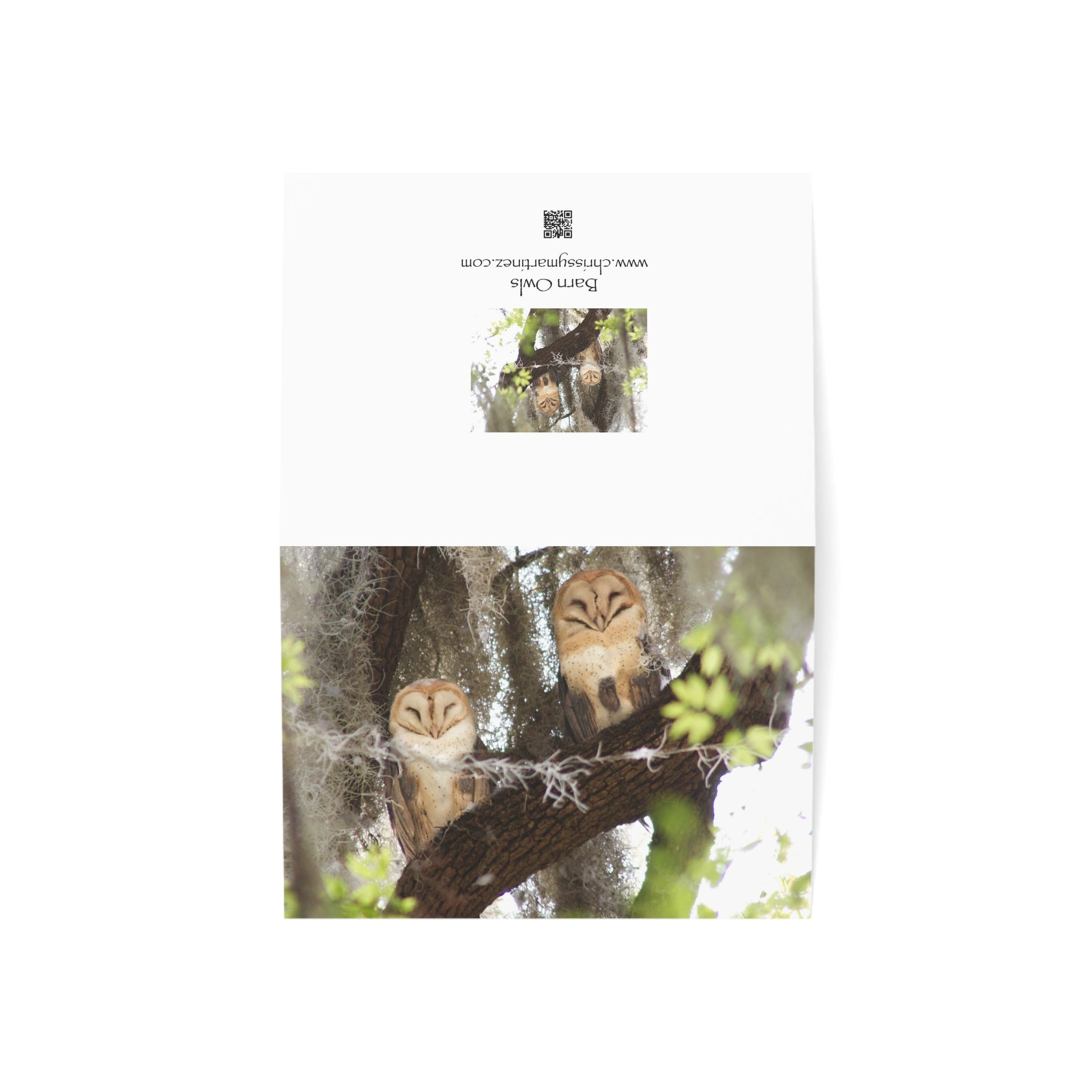 Wild Florida Greeting Card 5 pack (free shipping)