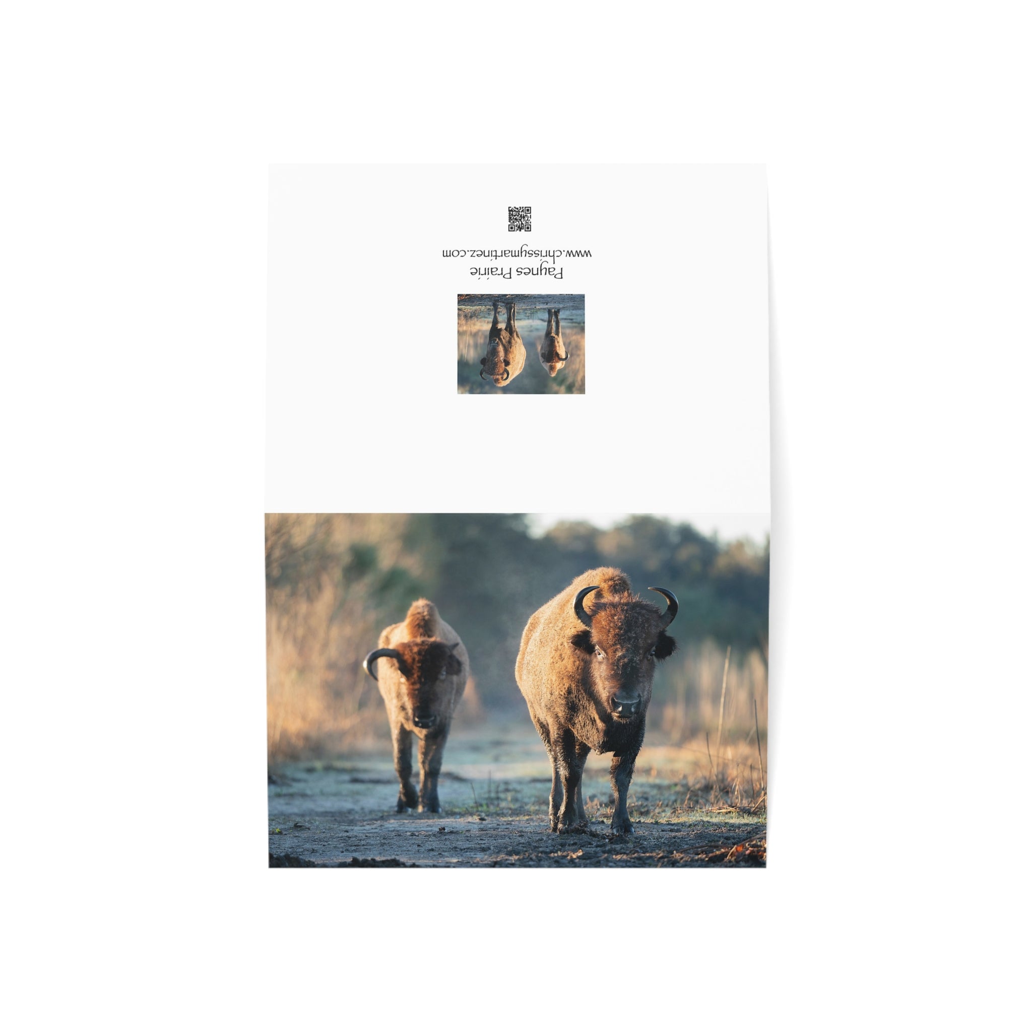 Wild Florida Greeting Card 5 pack (free shipping)