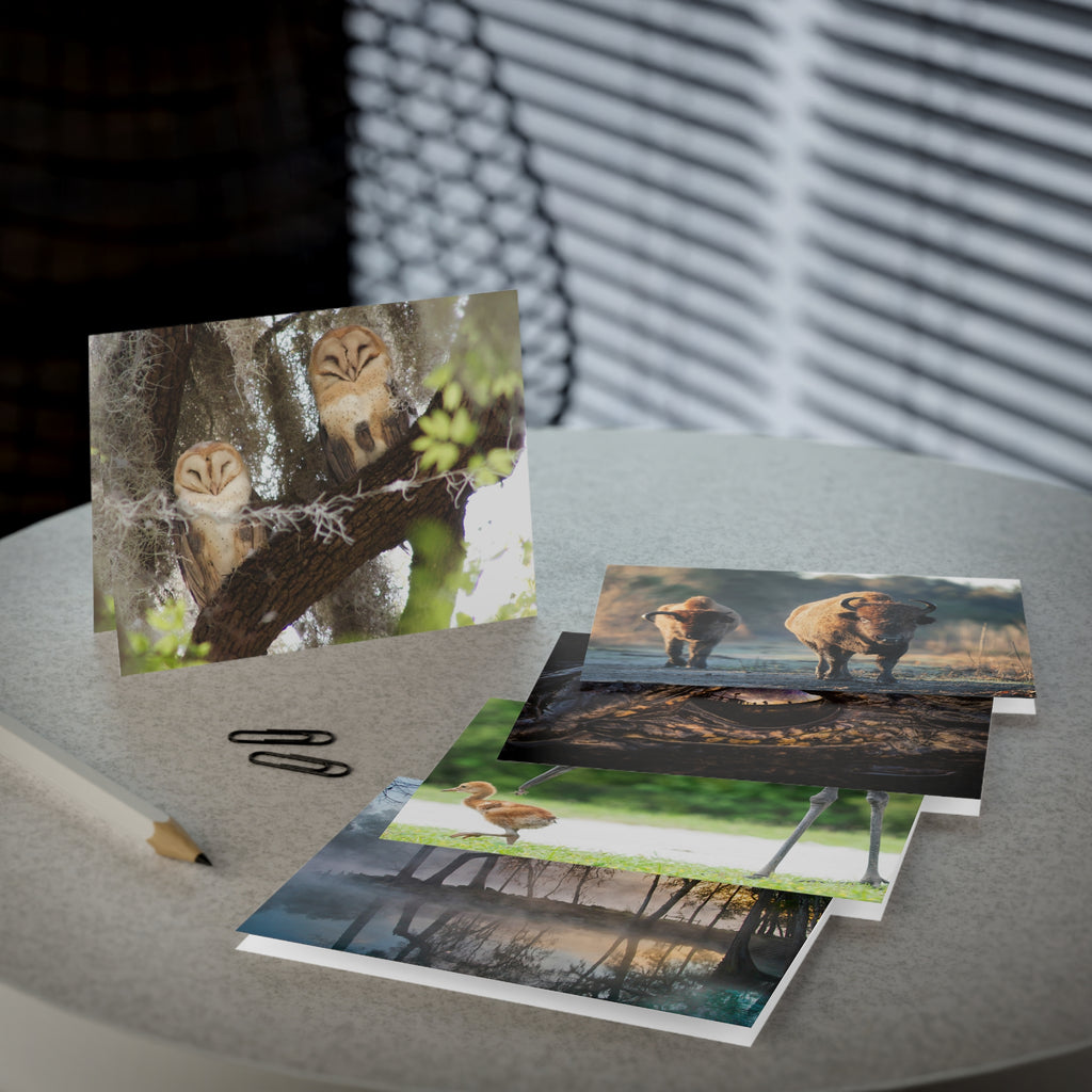 Wild Florida Greeting Card 5 pack (free shipping)
