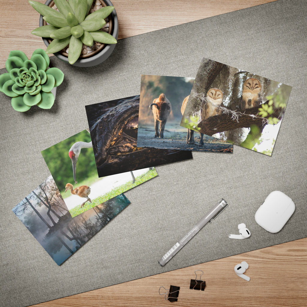 Wild Florida Greeting Card 5 pack (free shipping)